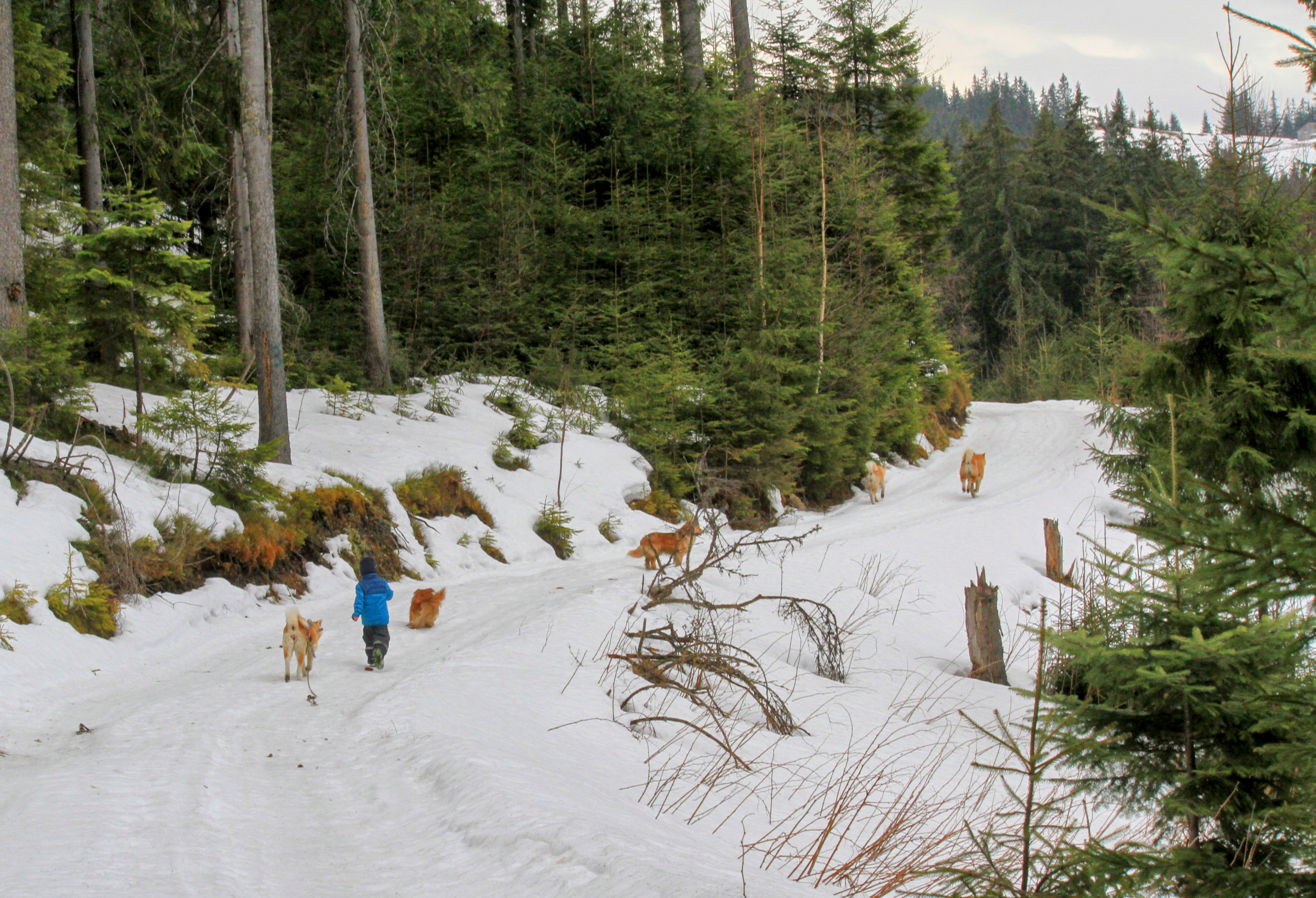 Forest Trail IMG_1095
