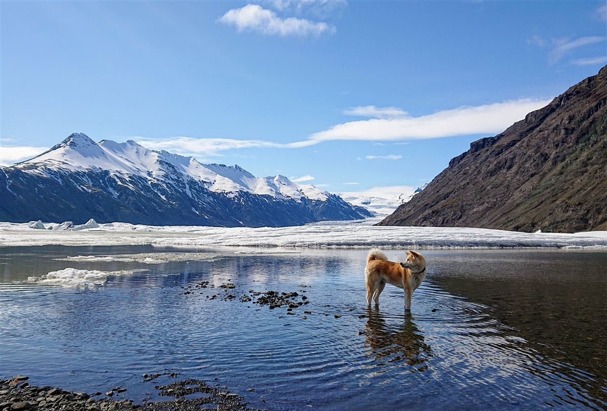 Northern wild photo