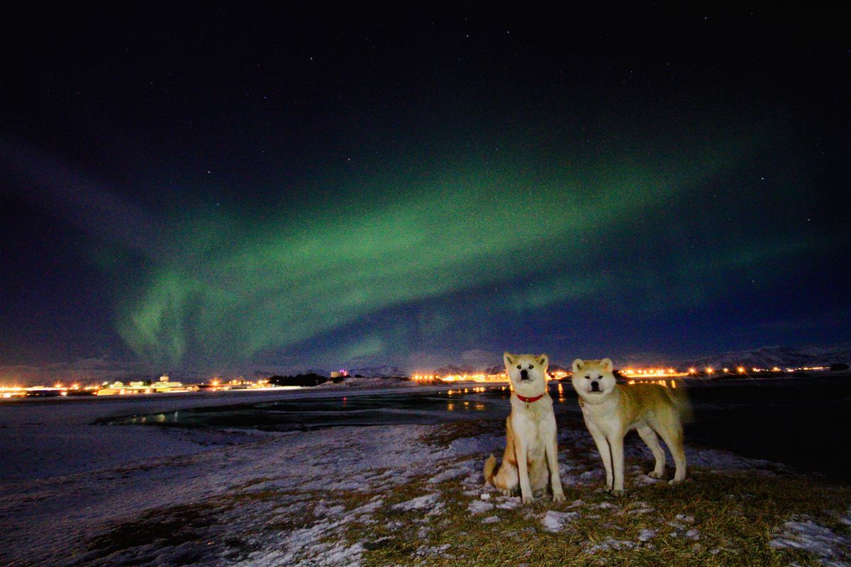 Northern wild photo