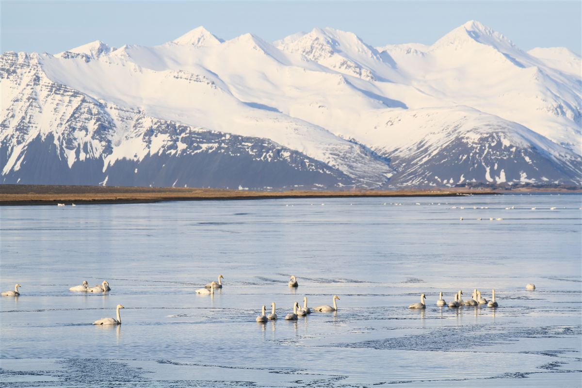 Northern wild photo