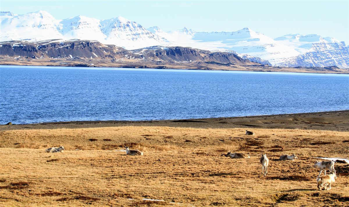 Northern wild photo