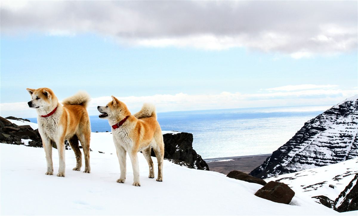 Northern wild photo