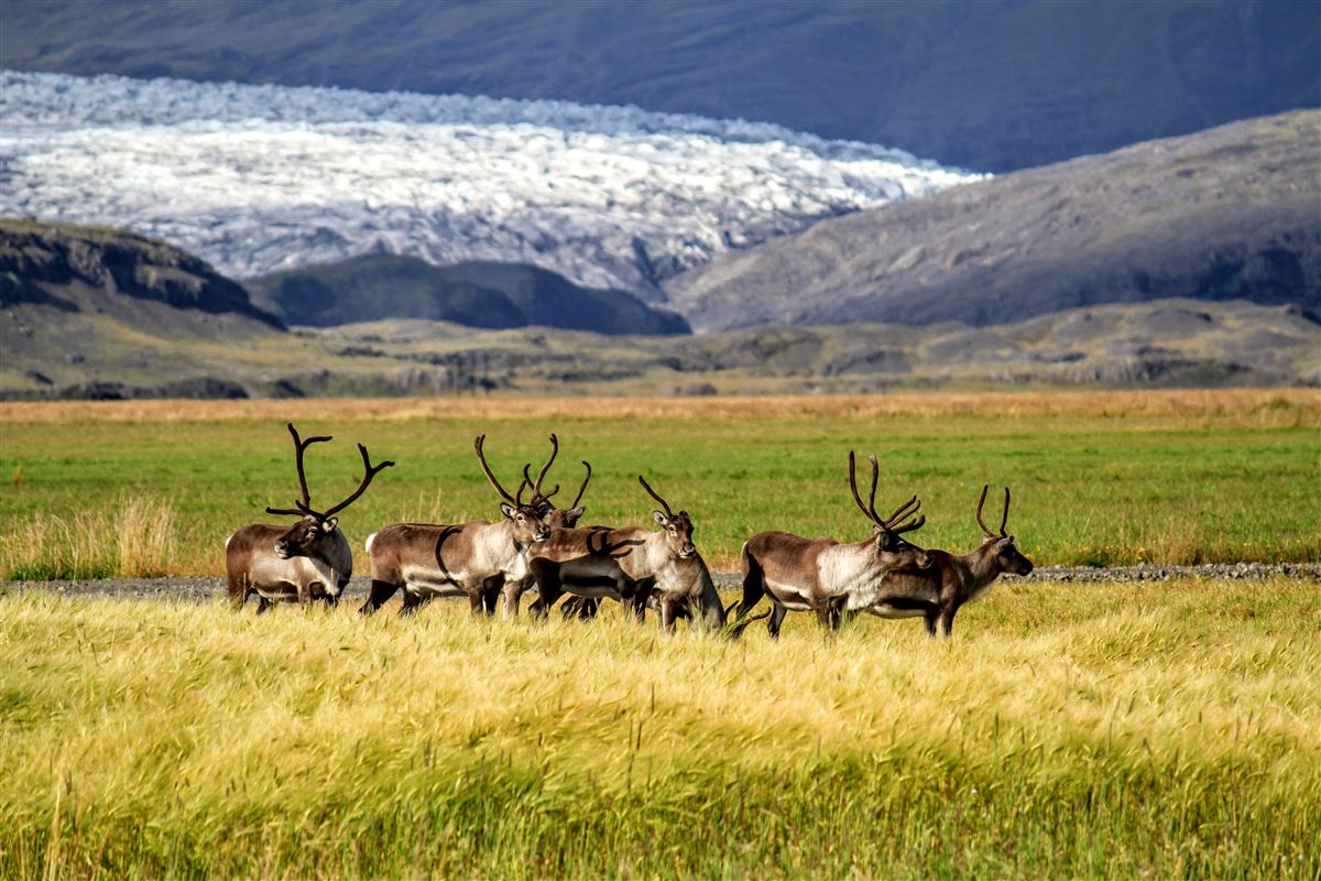 Northern wild photo