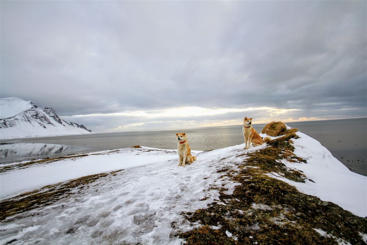 Northern wild photo