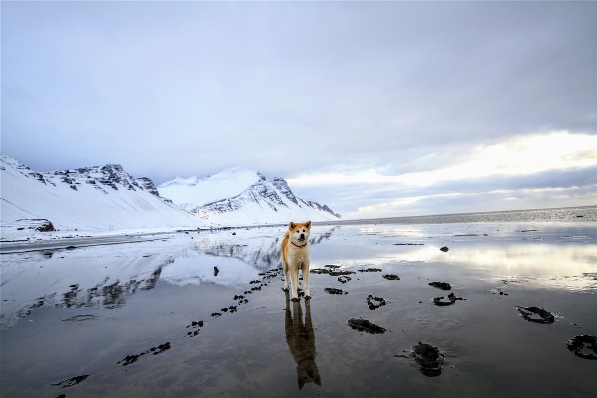 Northern wild photo