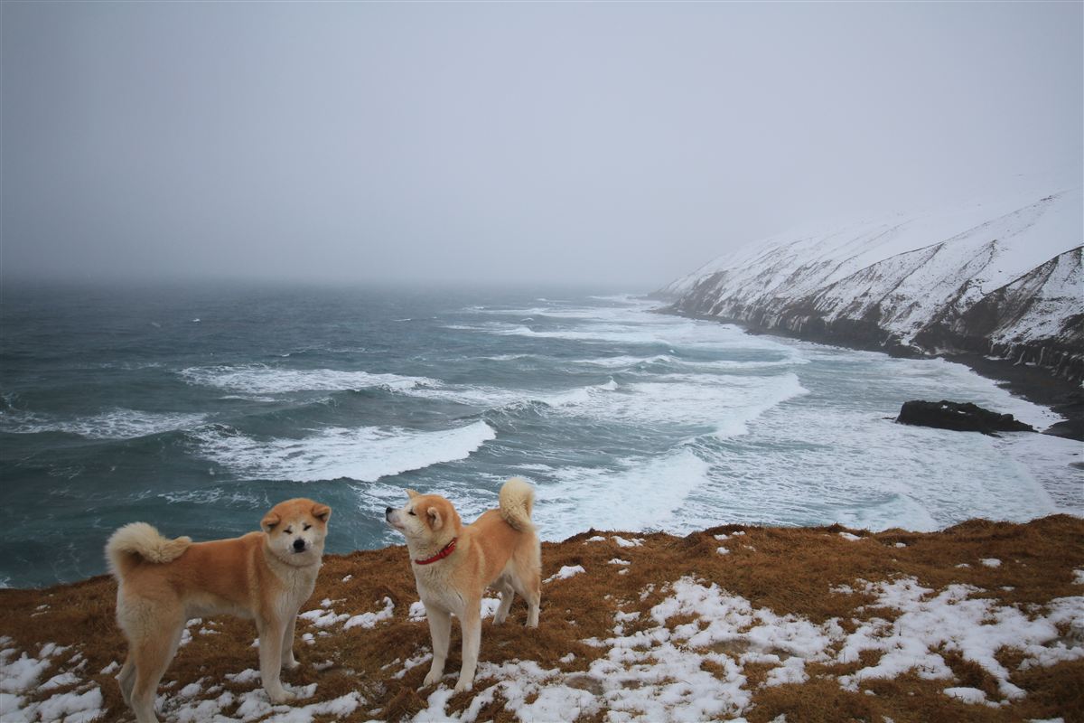 Northern wild photo