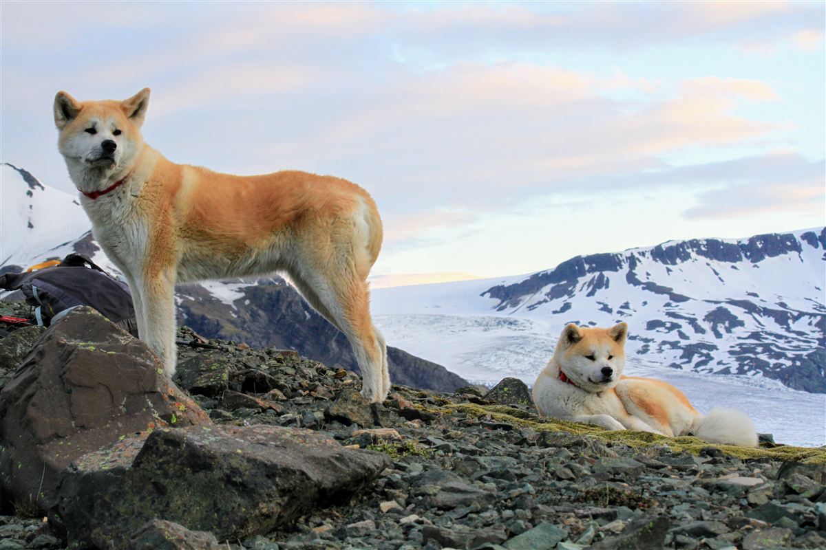 Northern wild photo