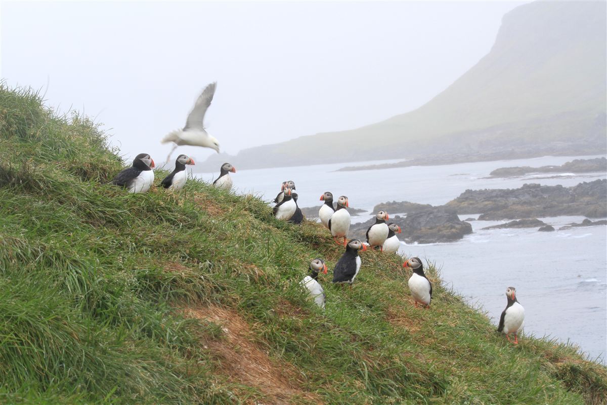 Northern wild photo