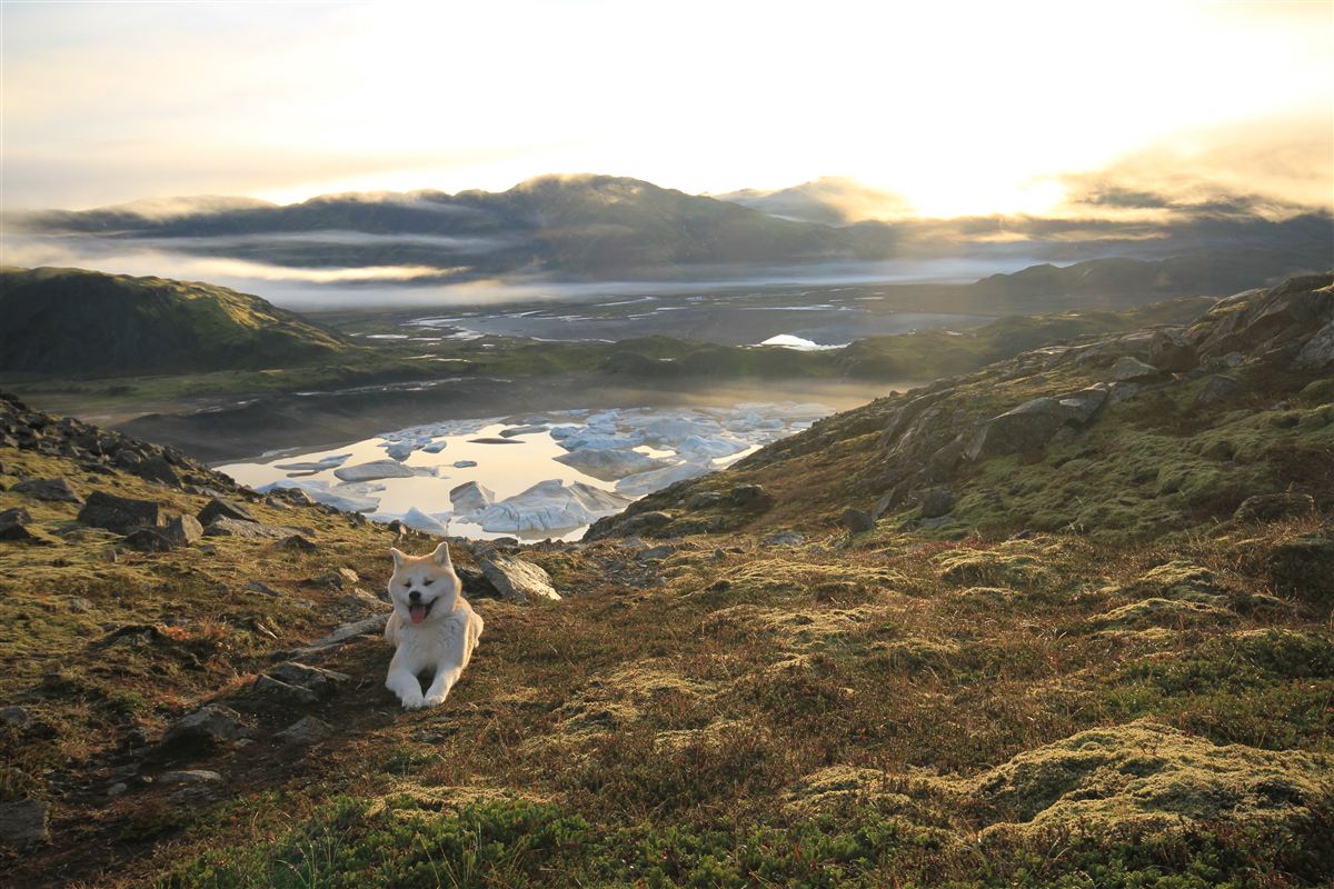 Northern wild photo