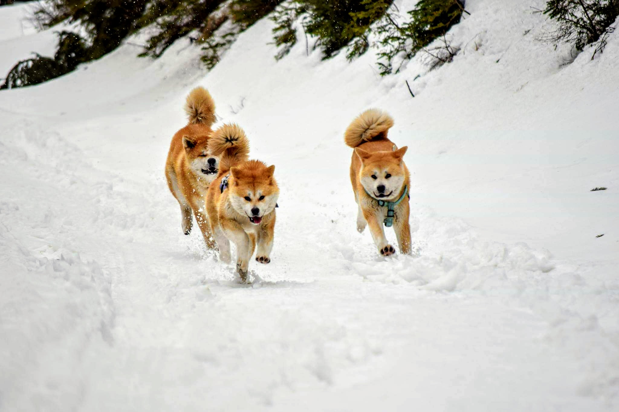 Sorin, Nathy, and Hiro